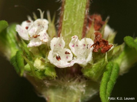 Foto 2: bloem
